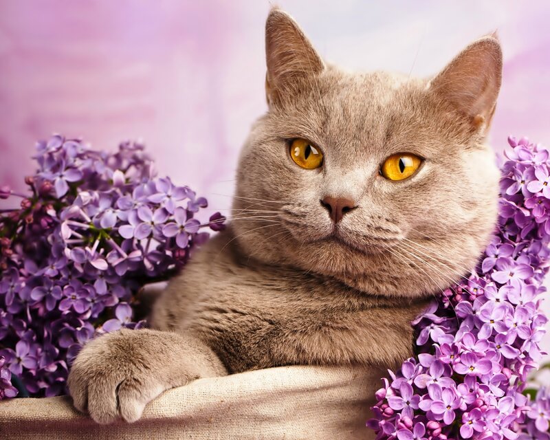 Gray Cat with Lilacs