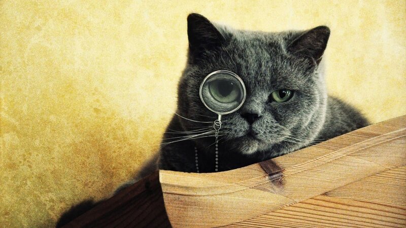 Gray Cat with Magnifying Glass — Curious, Photograph