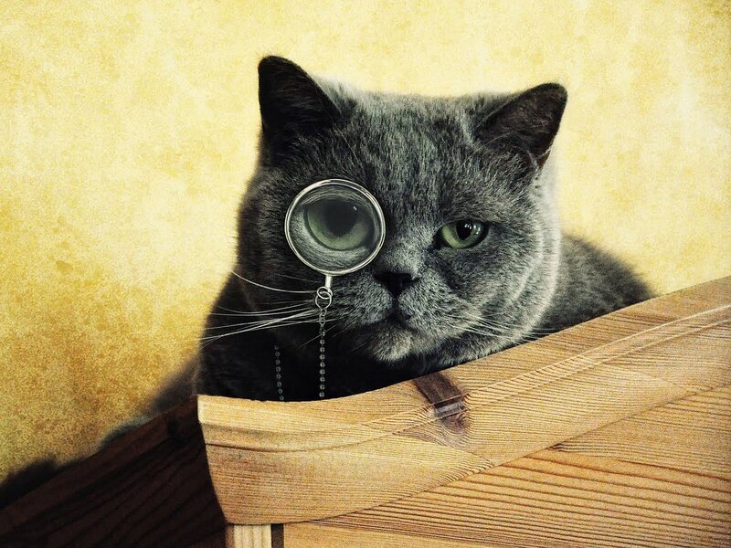 Gray Cat with Magnifying Glass