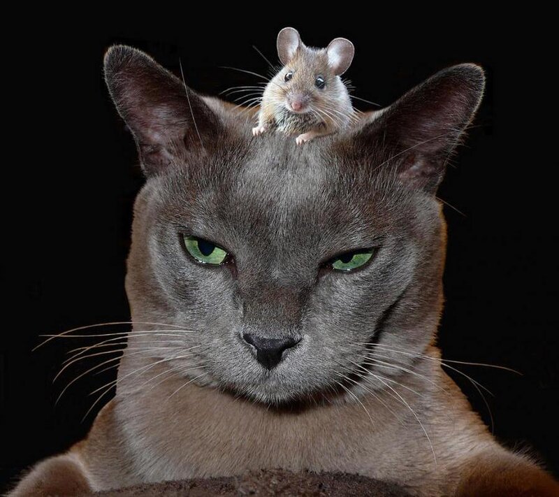 Gray Cat with Mouse — Dramatic