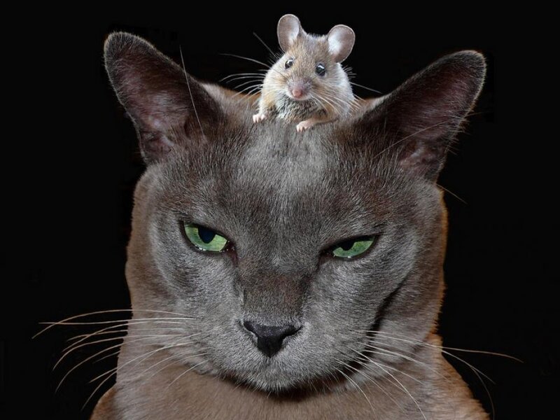 Gray Cat with Mouse