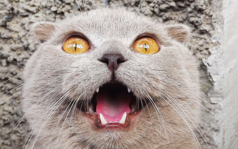 Gray Cat with Open Mouth