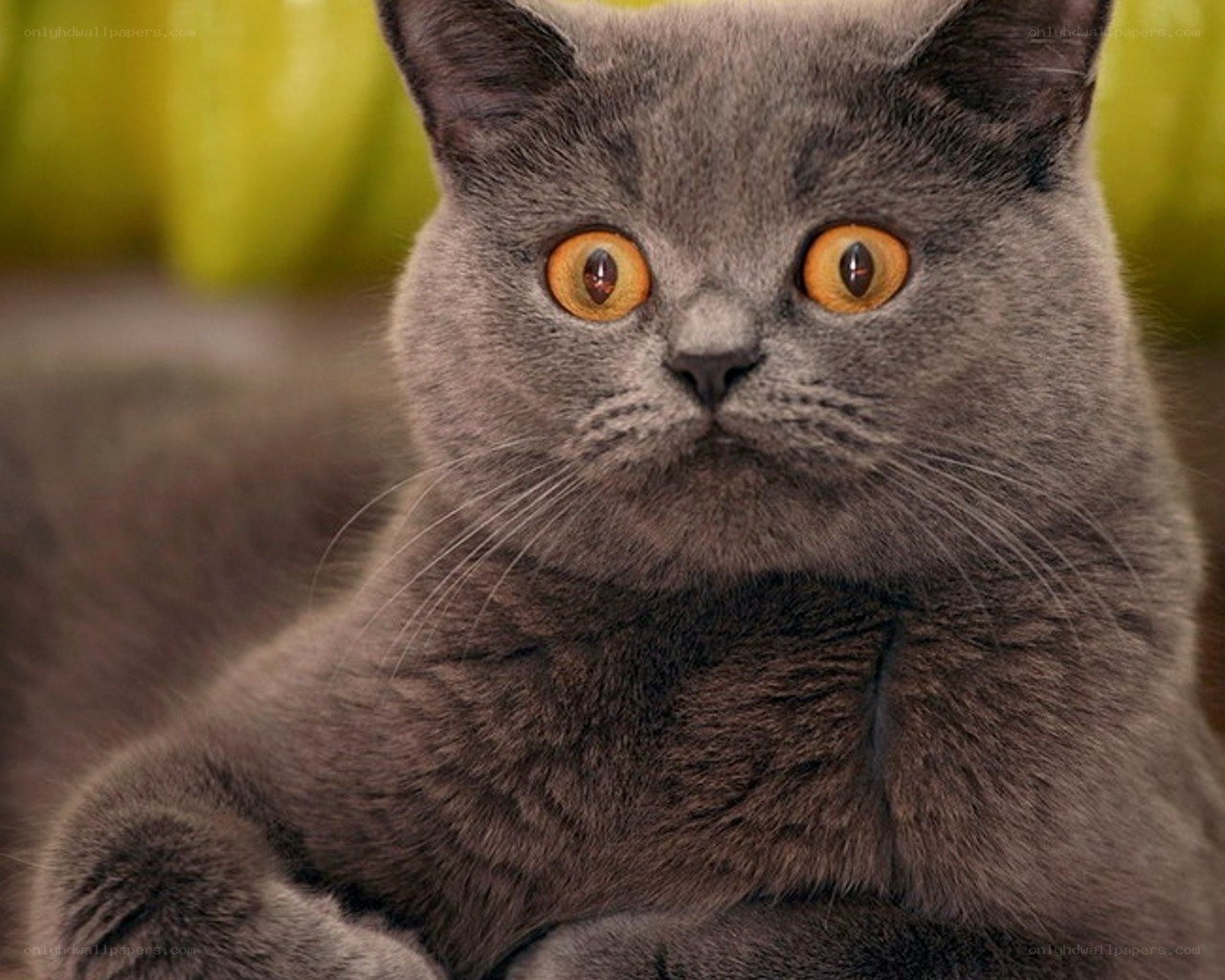 gray cat with orange eyes