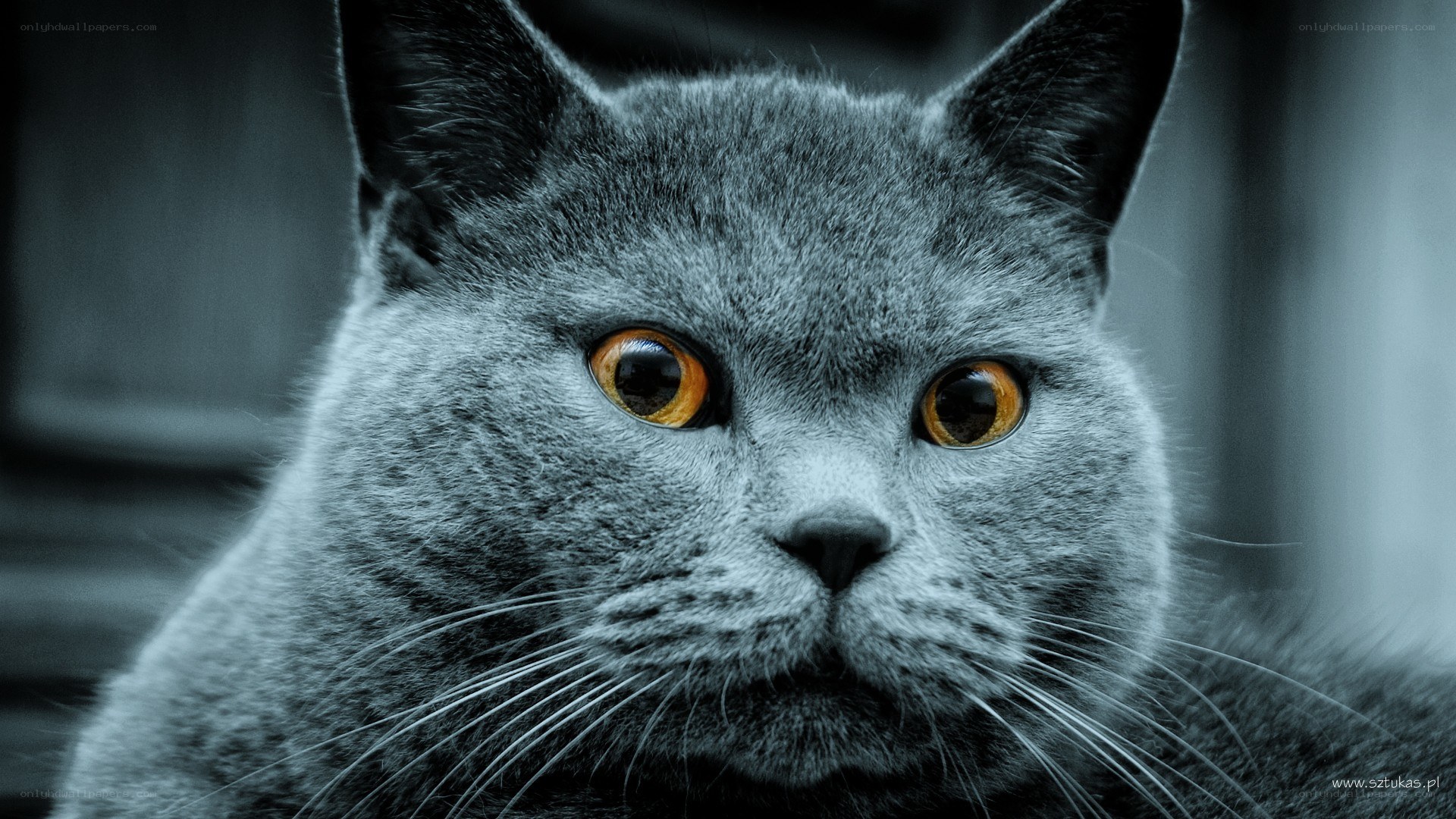 gray cat with orange eyes