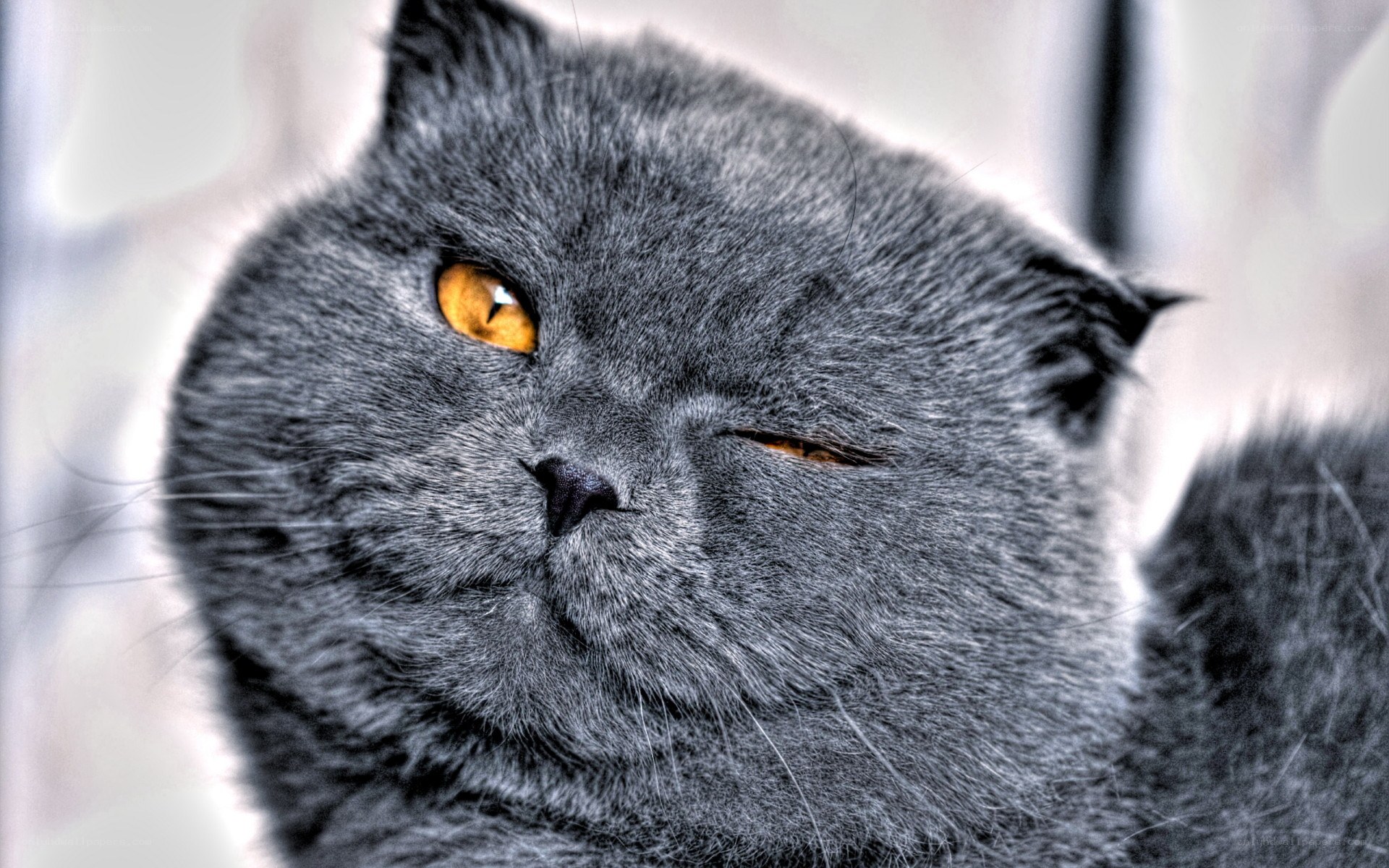 gray cat with orange eyes