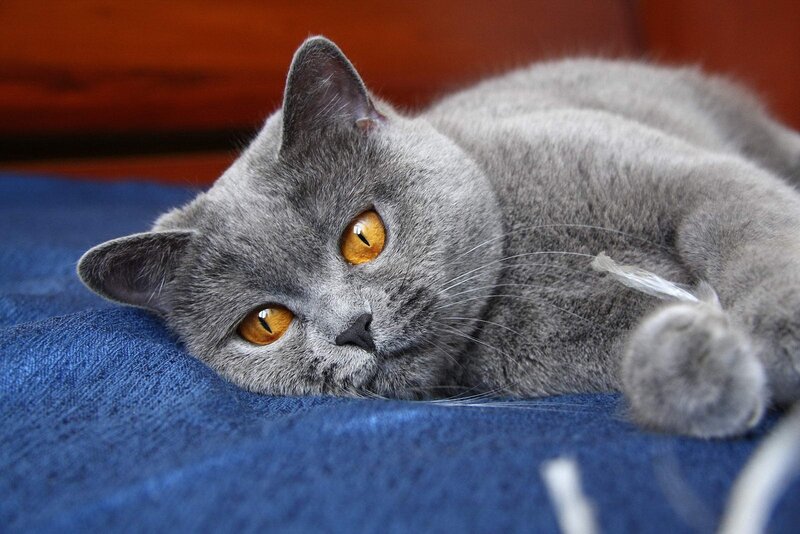 gray cat with orange eyes