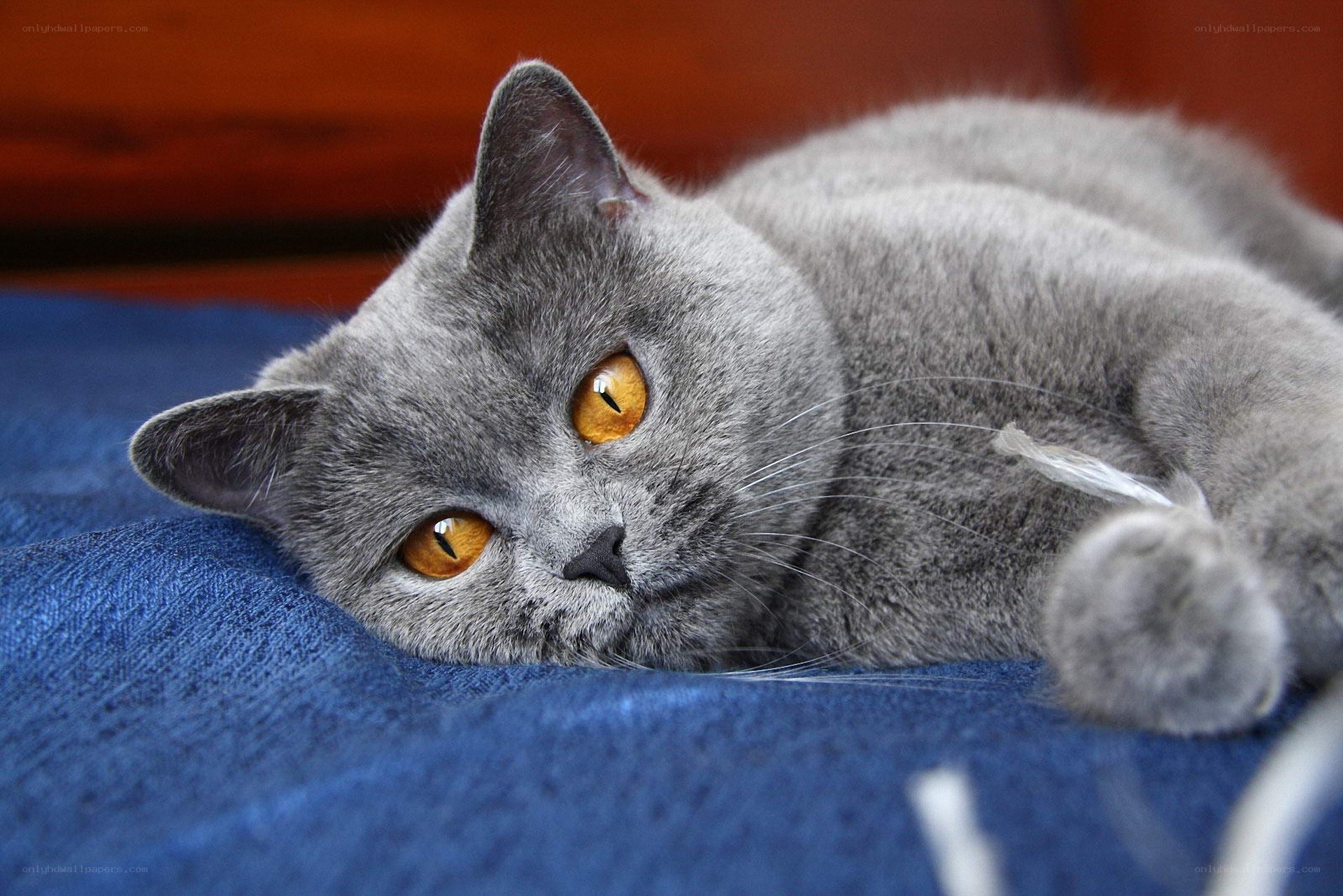 gray cat with orange eyes