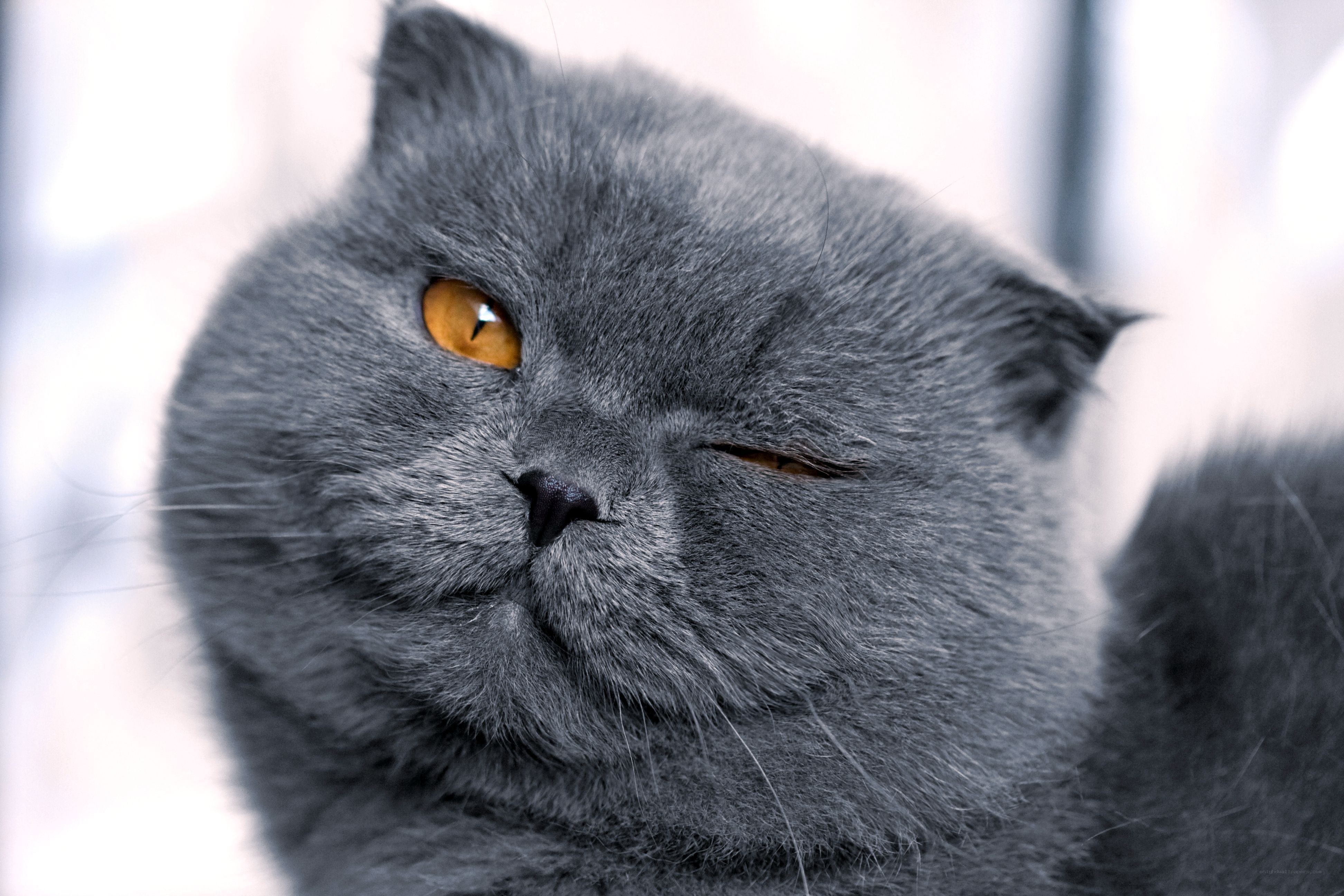 gray cat with orange eyes