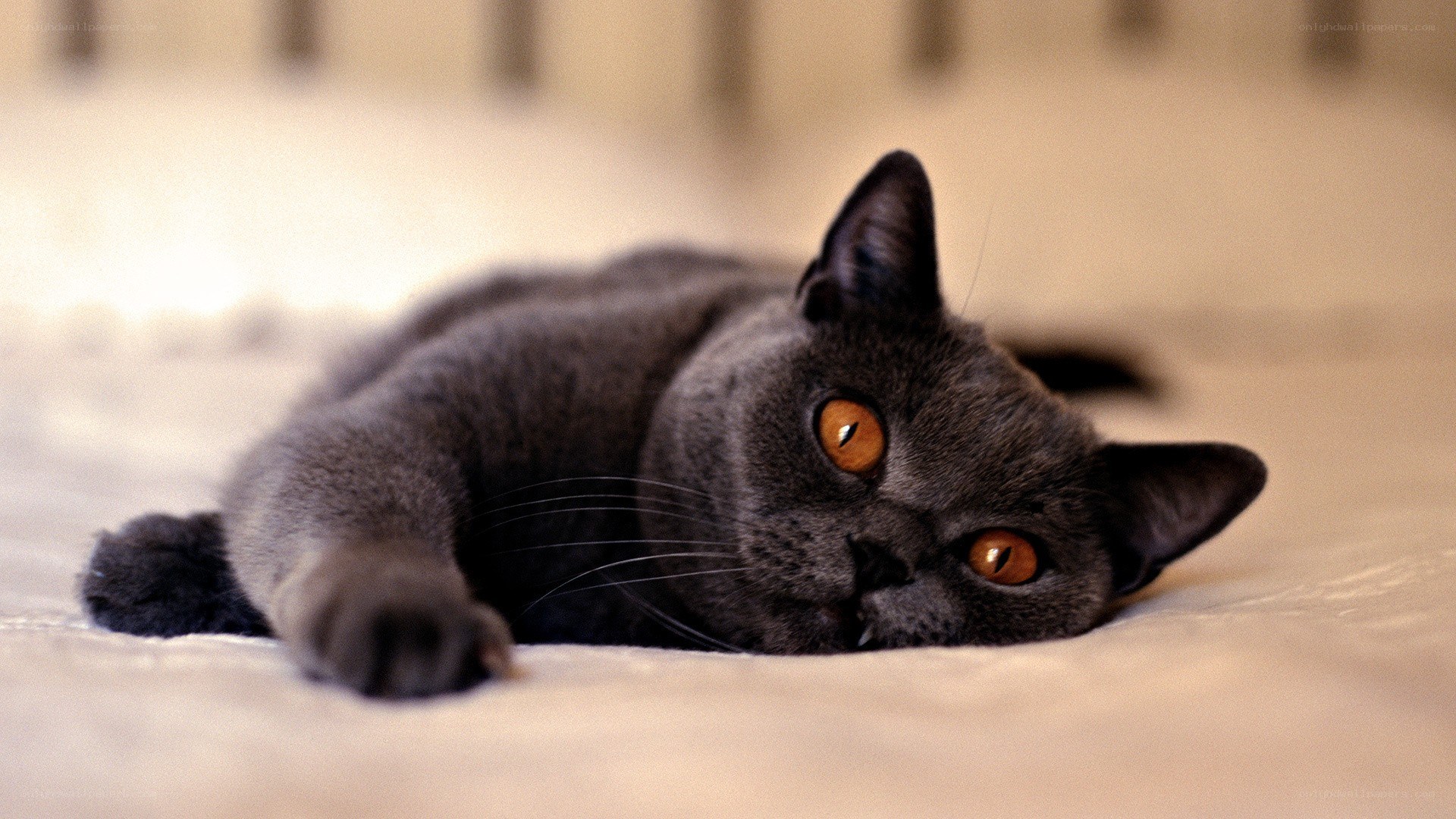 gray cat with orange eyes