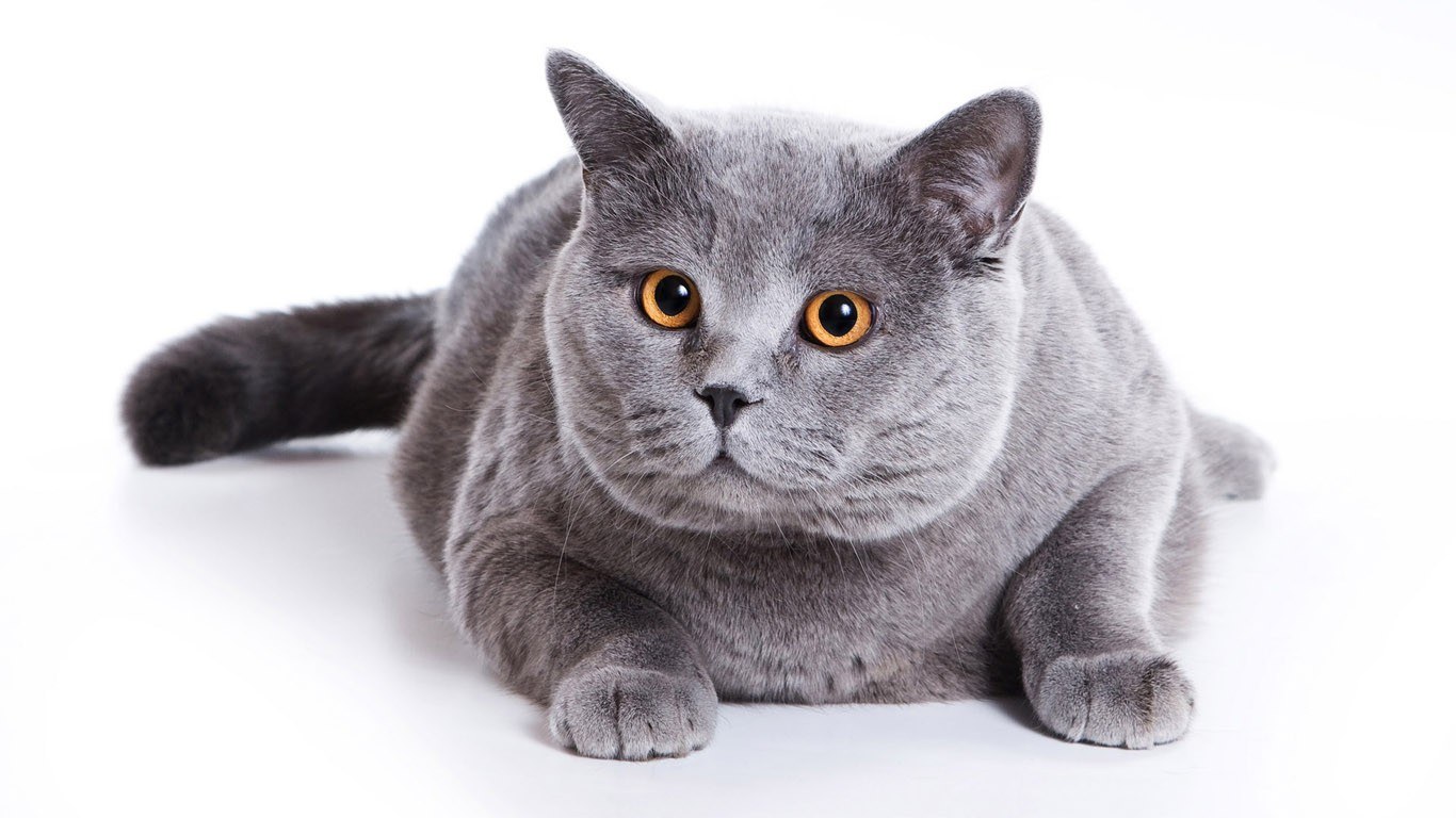 gray cat with orange eyes