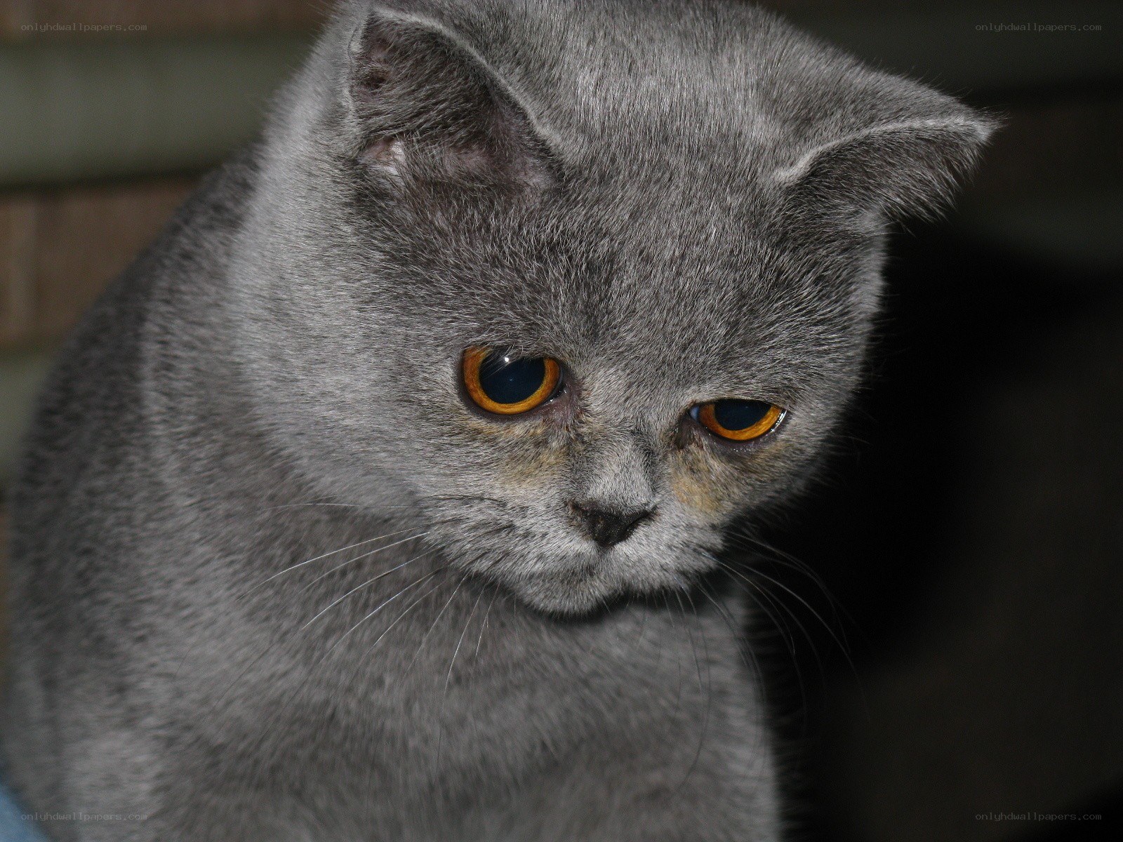 gray cat with orange eyes