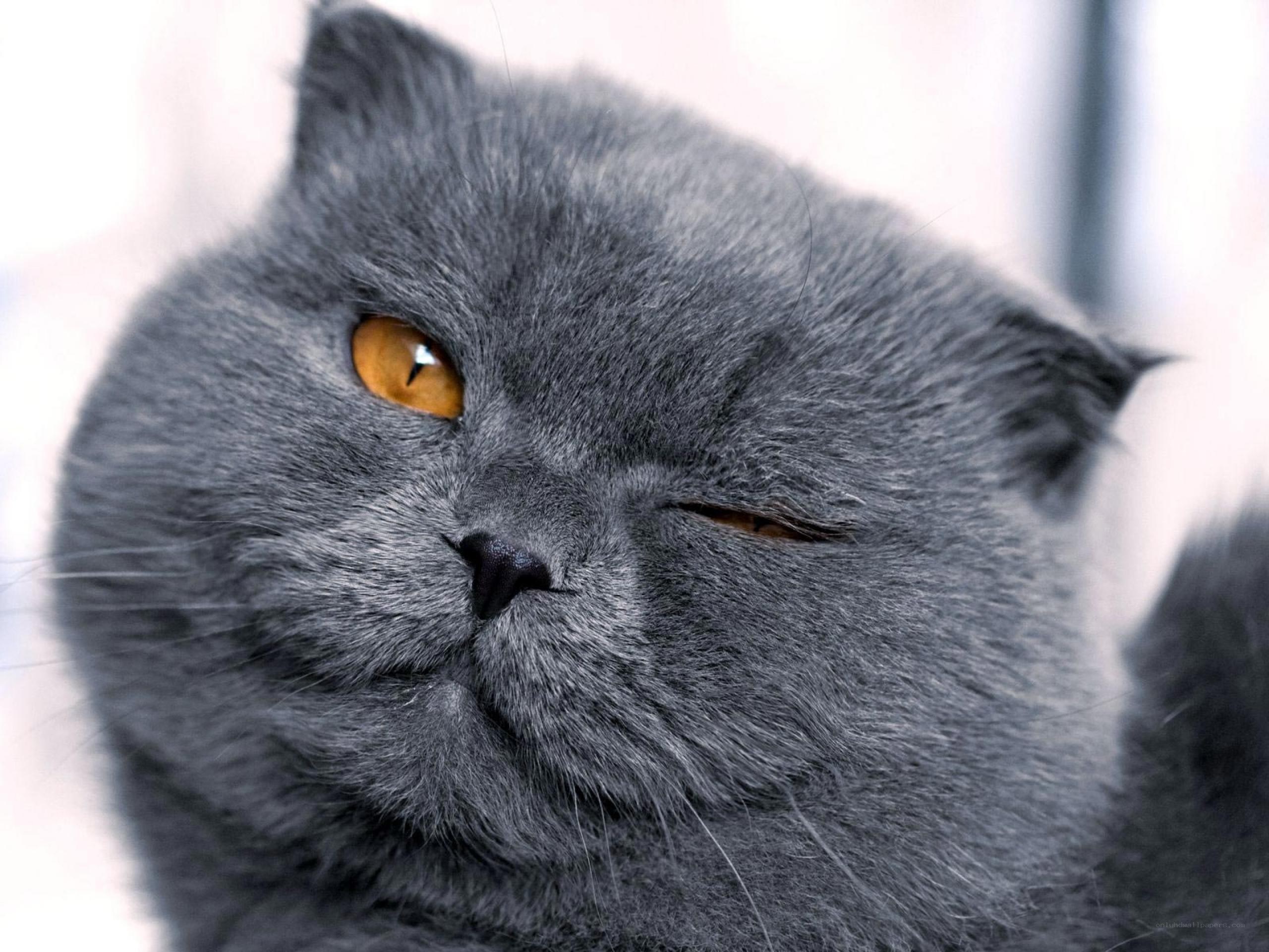 gray cat with orange eyes
