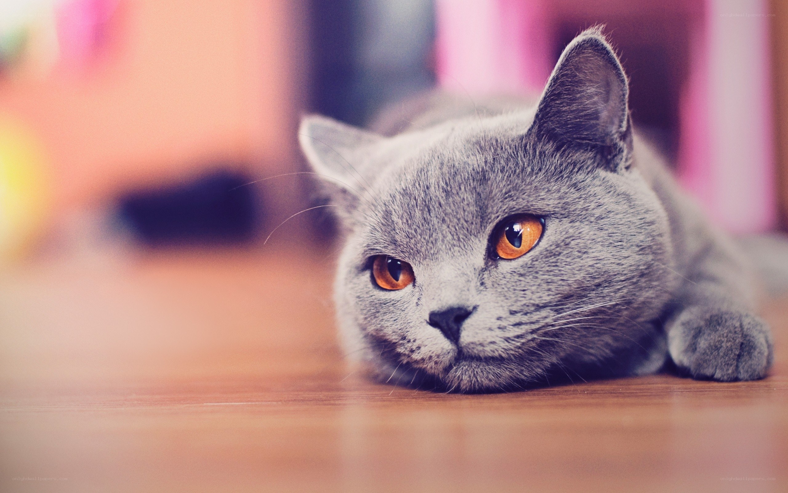 gray cat with orange eyes