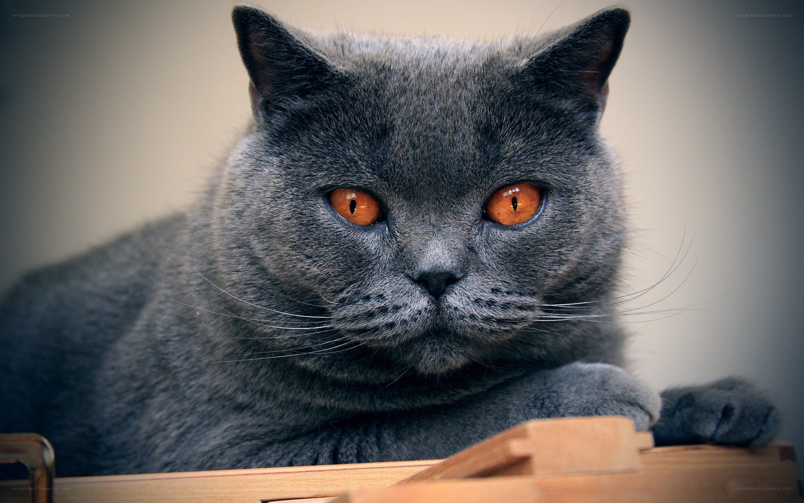 gray cat with orange eyes