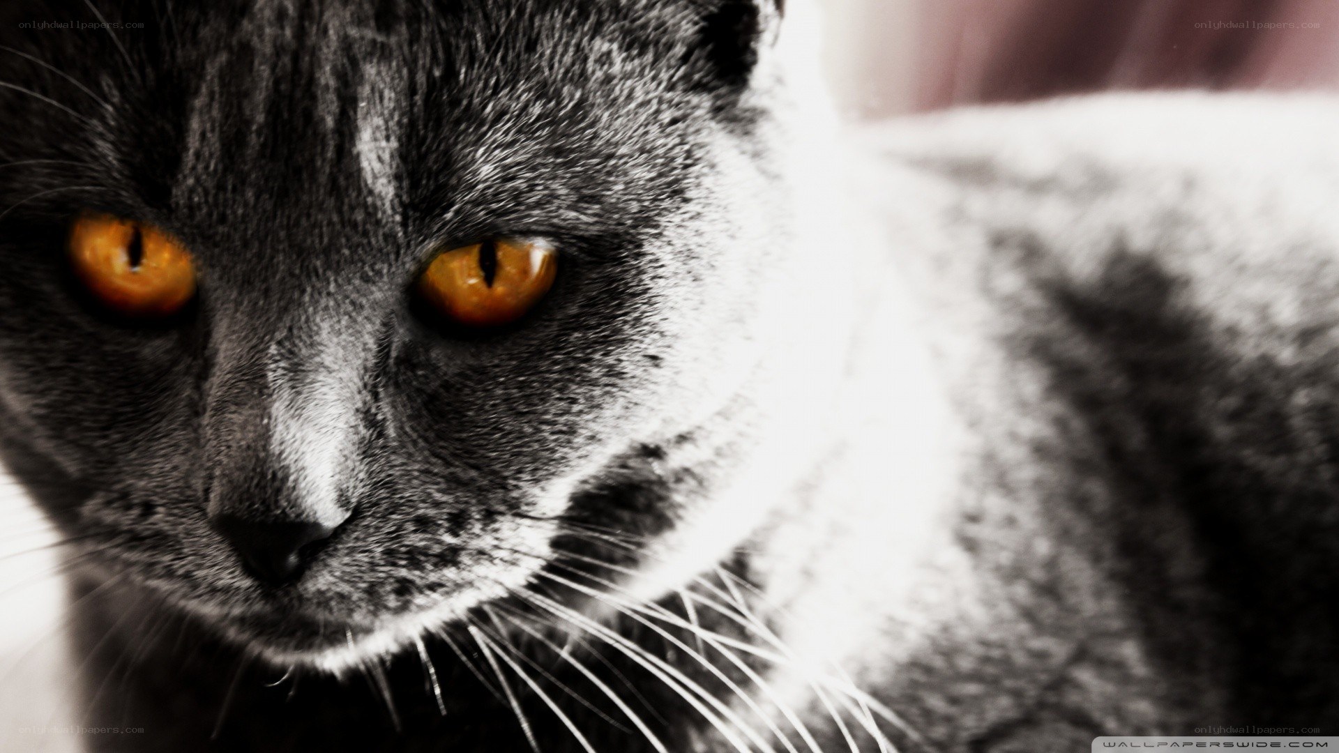 gray cat with orange eyes