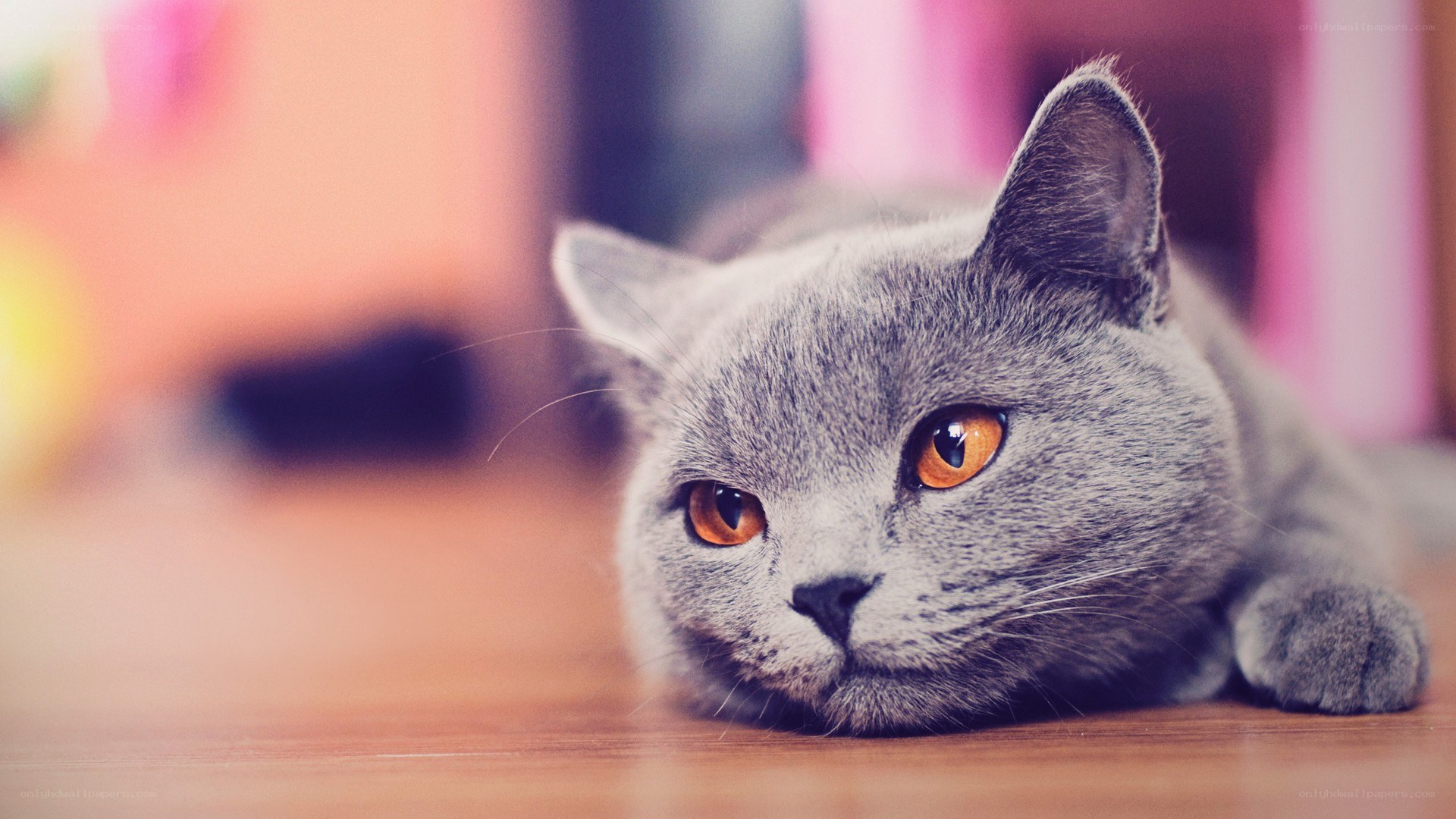 gray cat with orange eyes