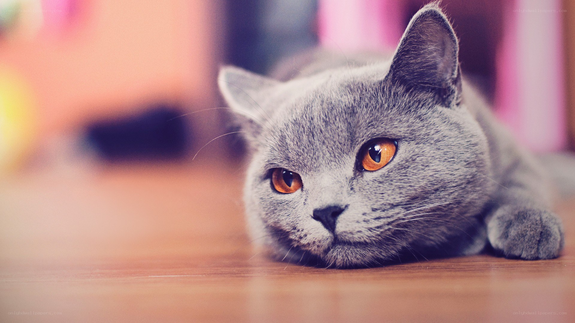 gray cat with orange eyes