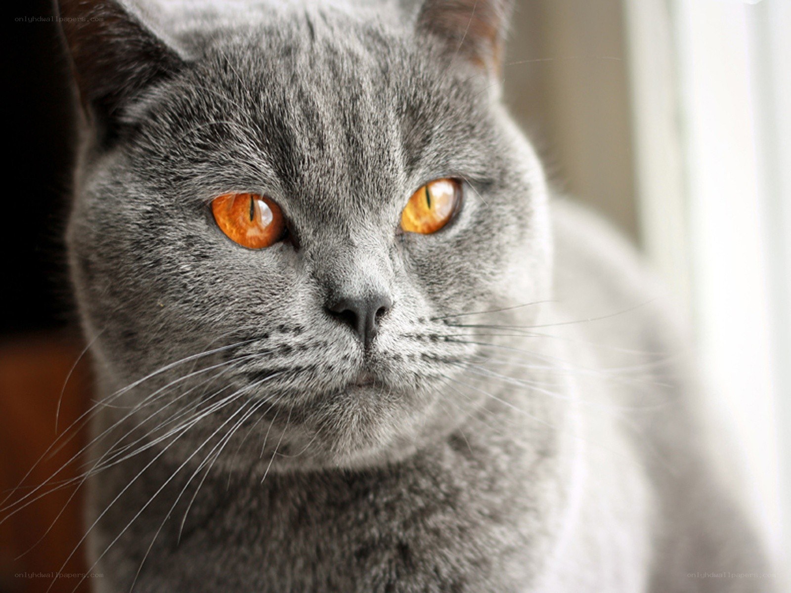 gray cat with orange eyes
