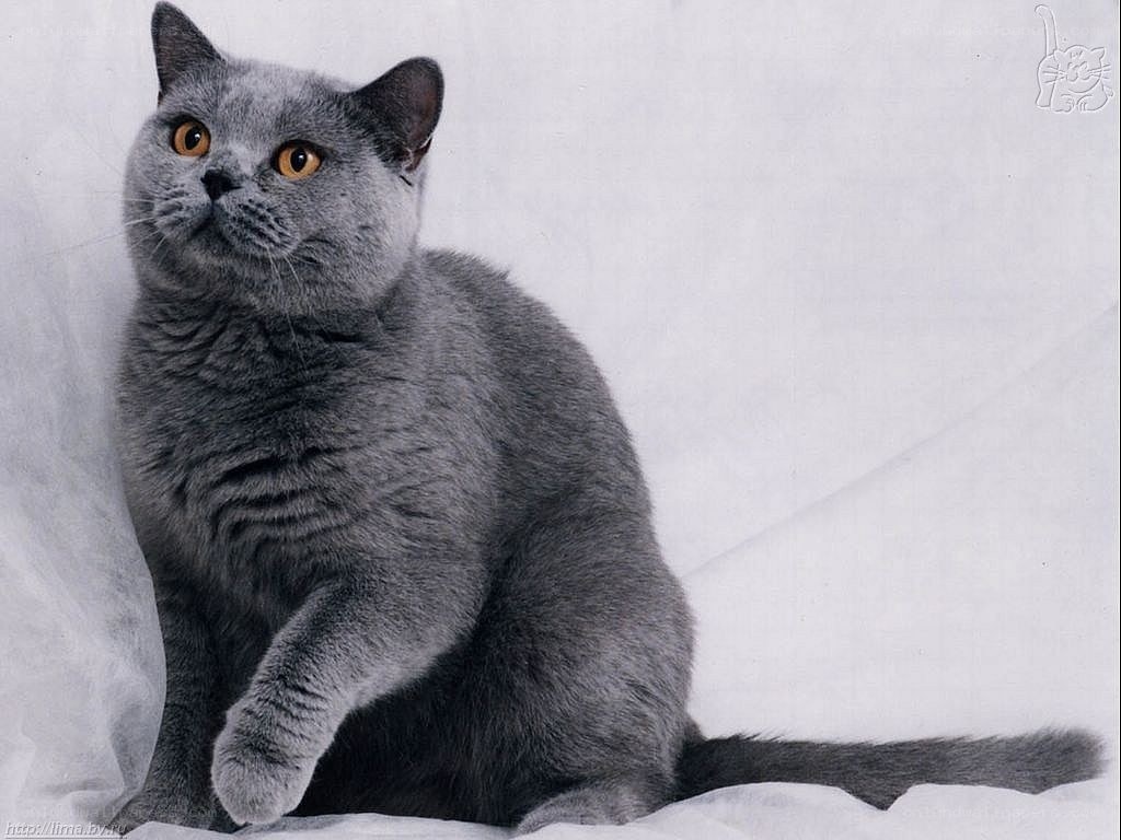 gray cat with orange eyes