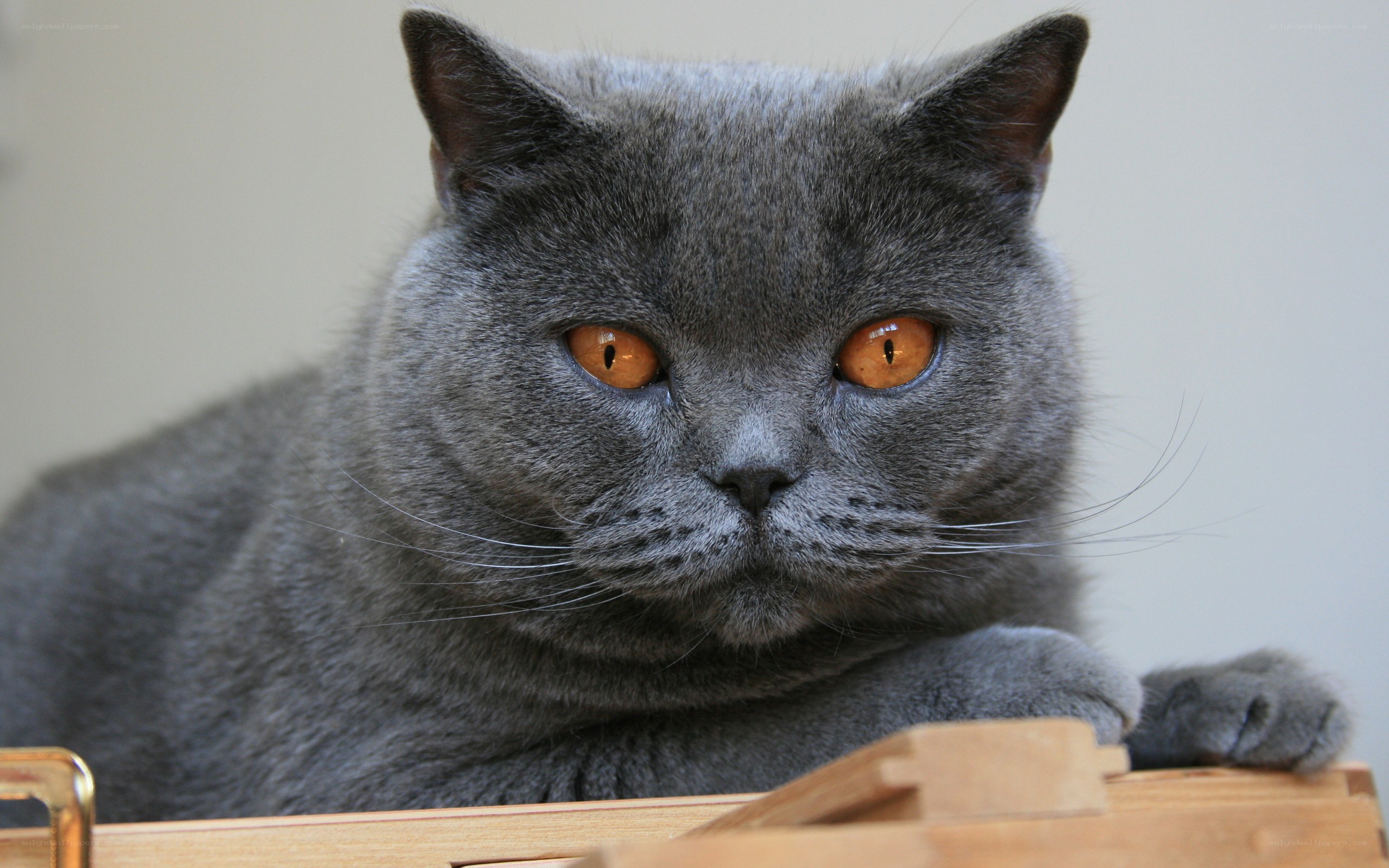 gray cat with orange eyes