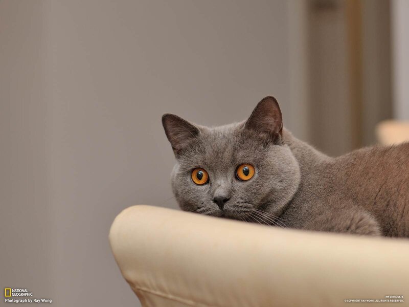 gray cat with orange eyes