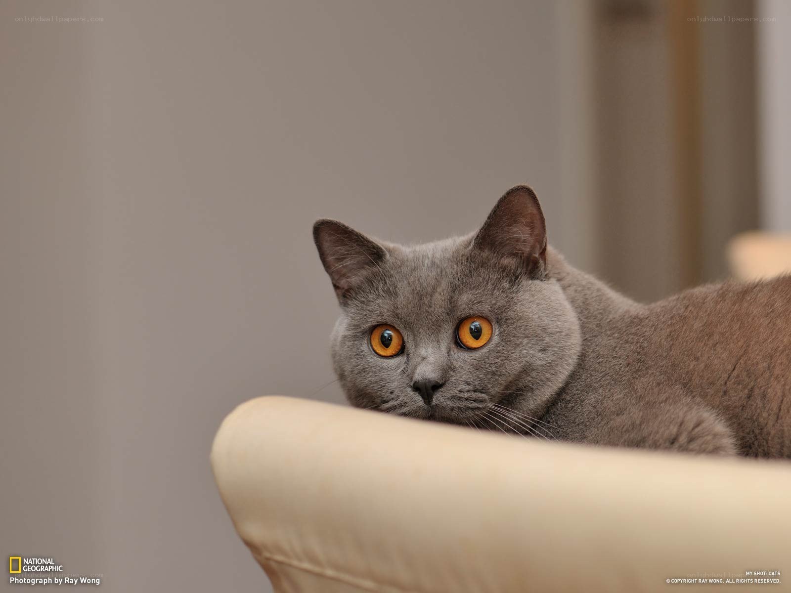 gray cat with orange eyes