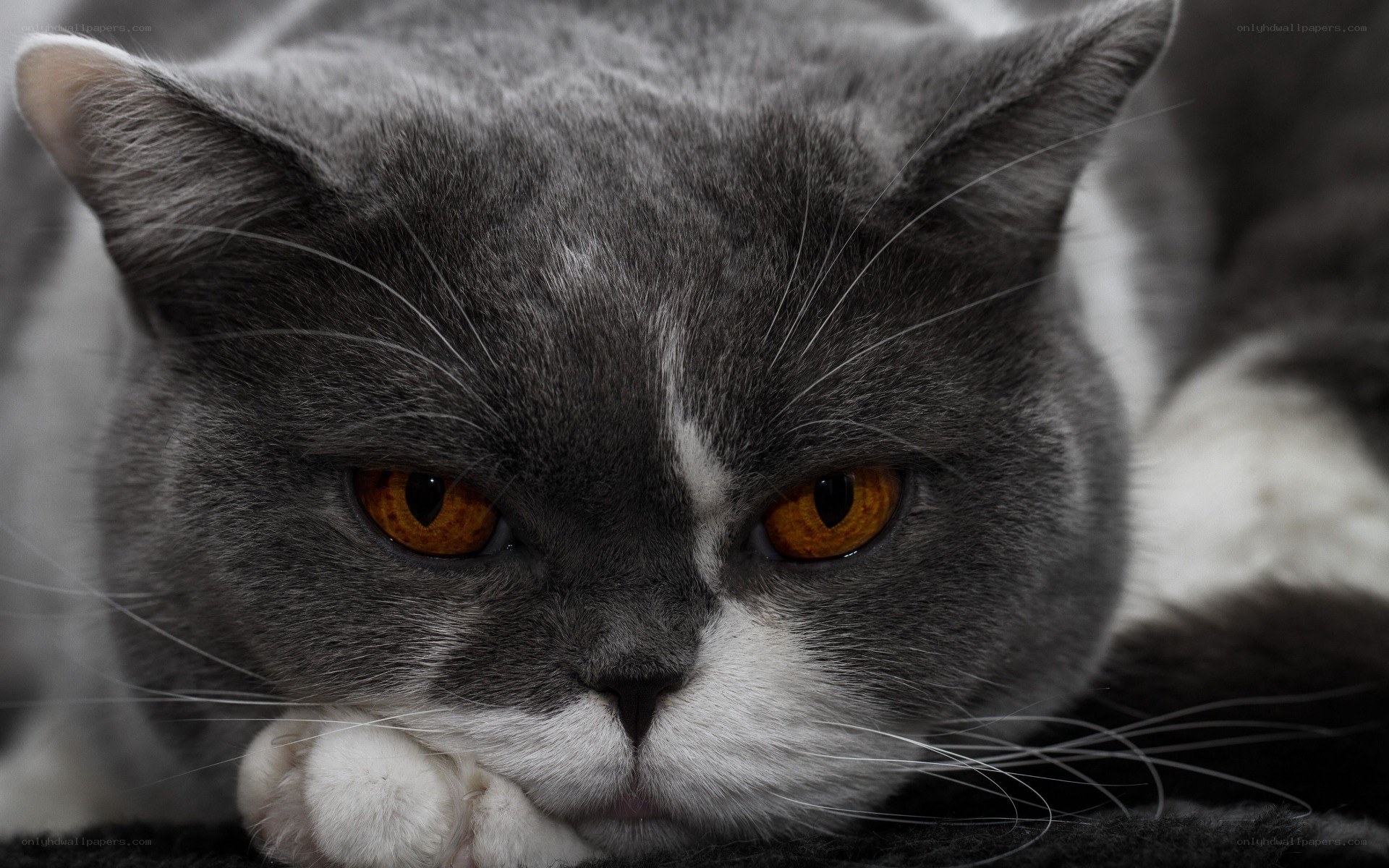 gray cat with orange eyes
