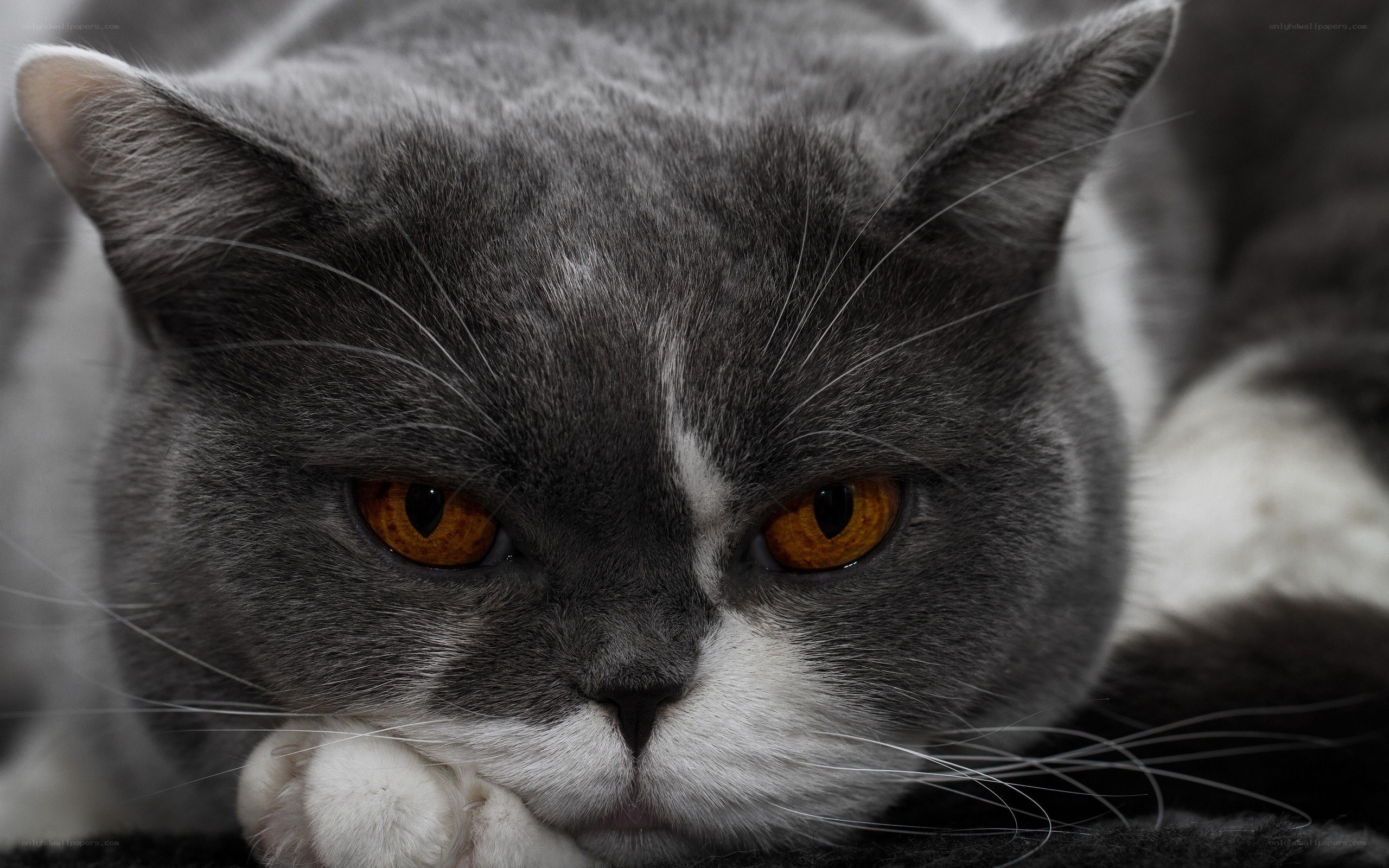 gray cat with orange eyes