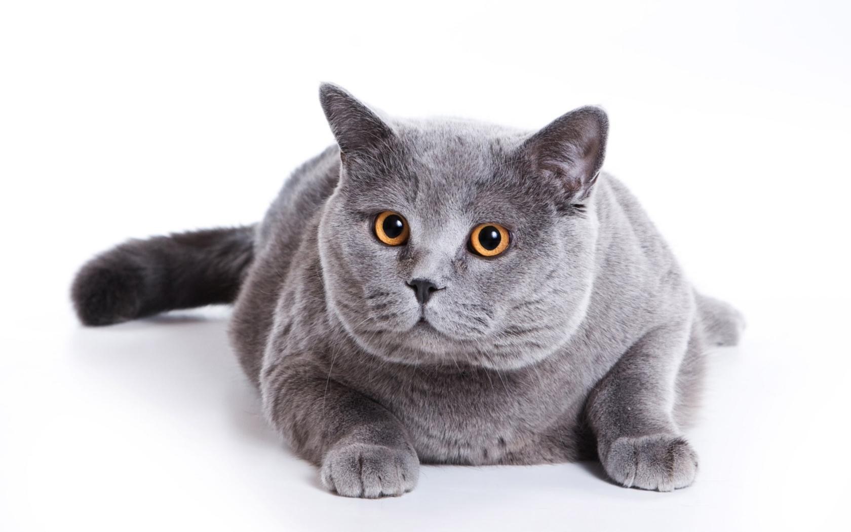 gray cat with orange eyes
