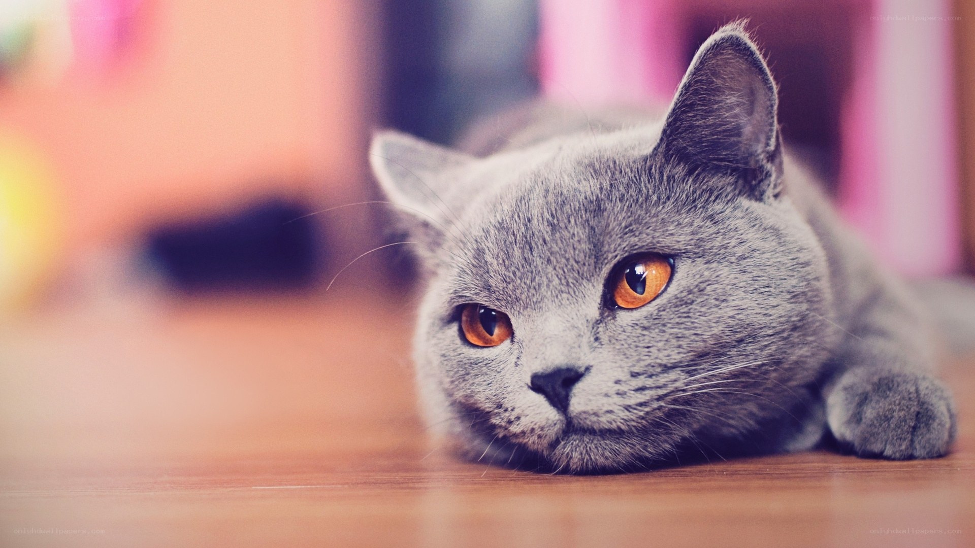 gray cat with orange eyes