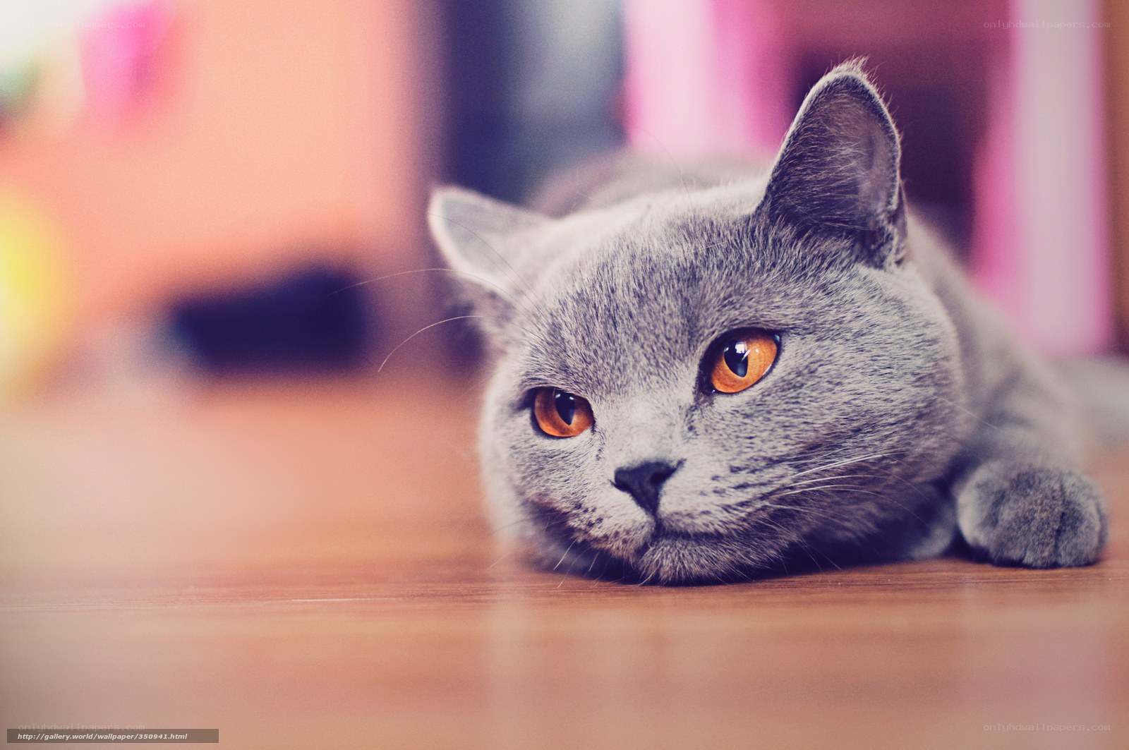 gray cat with orange eyes