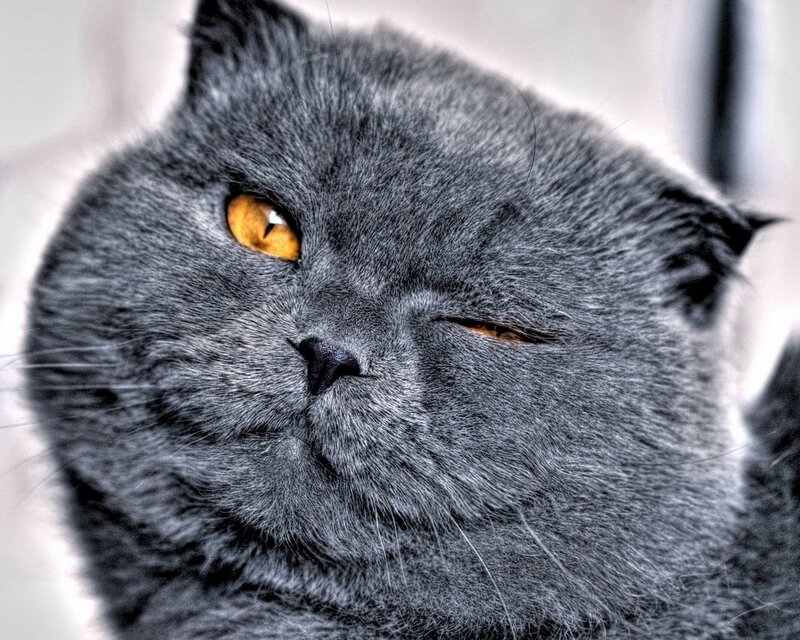 gray cat with orange eyes