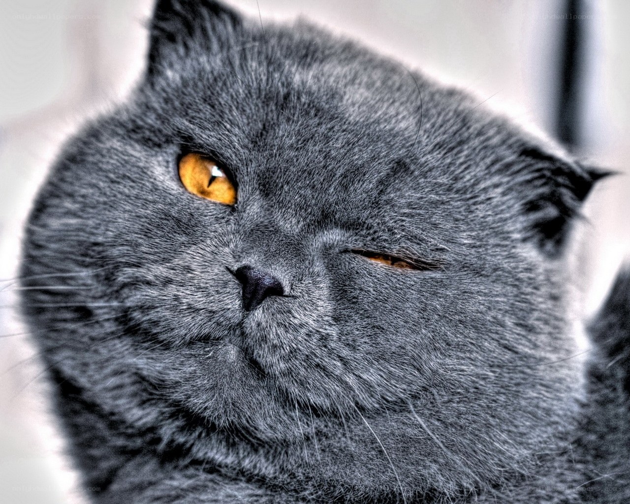 gray cat with orange eyes