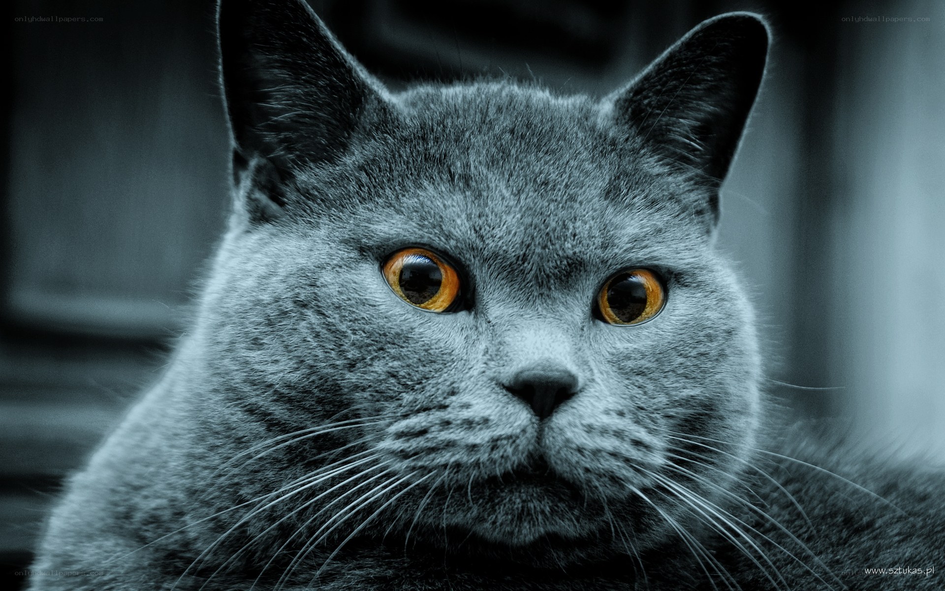 gray cat with orange eyes