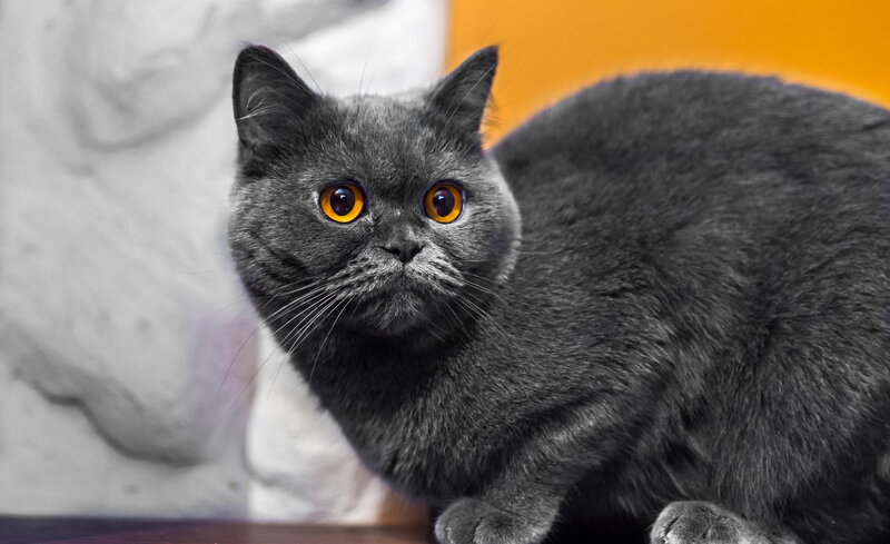 Gray Cat with Orange Eyes — Alert