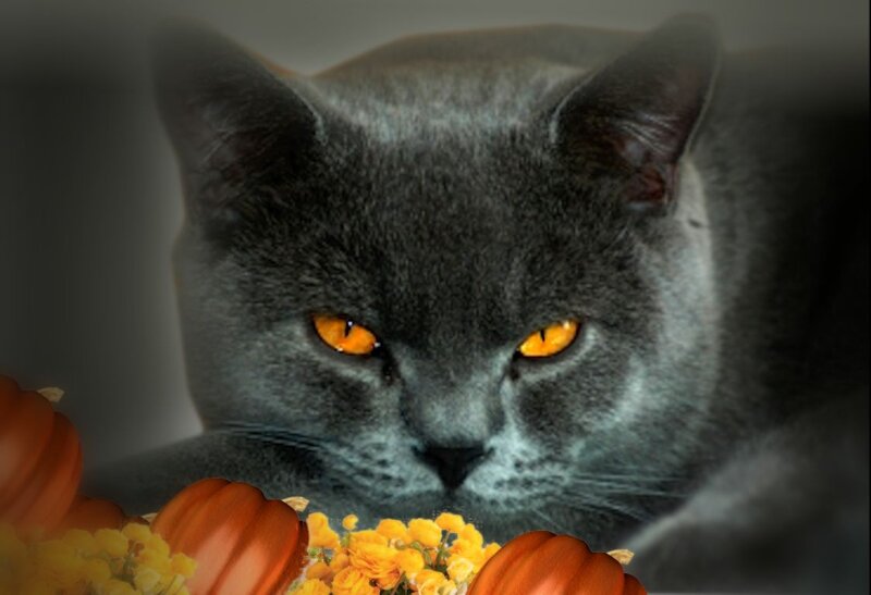 Gray Cat with Orange Eyes — Calm, Autumn