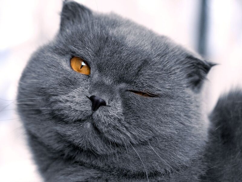 Gray Cat with Orange Eyes — Calm, Photograph, Ears
