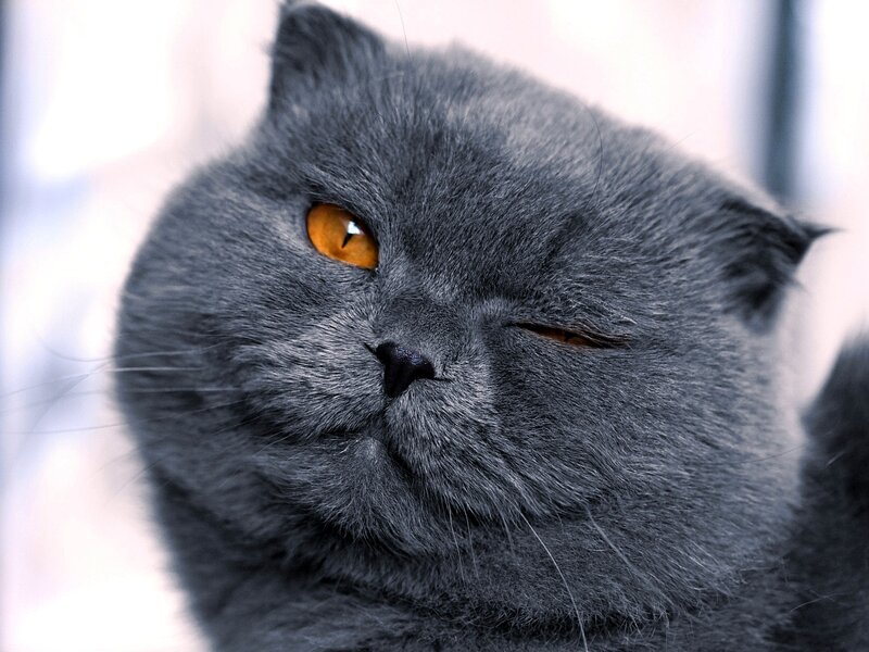 Gray Cat with Orange Eyes — Calm, Photograph, Fur