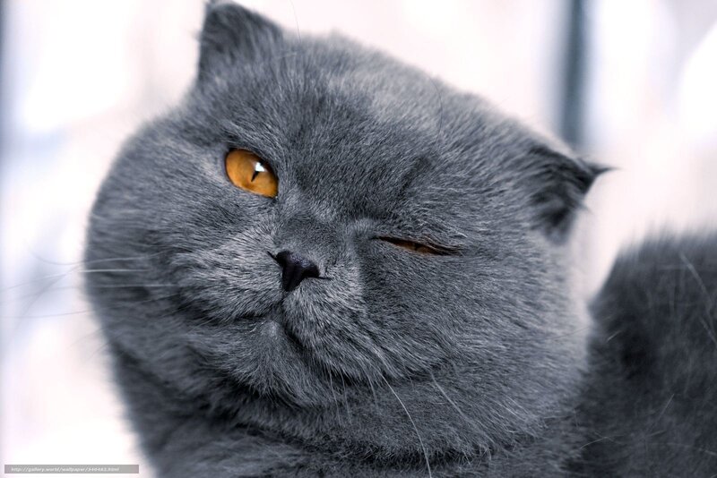 Gray Cat with Orange Eyes — Calm, Photograph, Fur, Whiskers