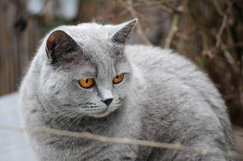 Gray Cat with Orange Eyes — Calm, Photograph, Outdoor