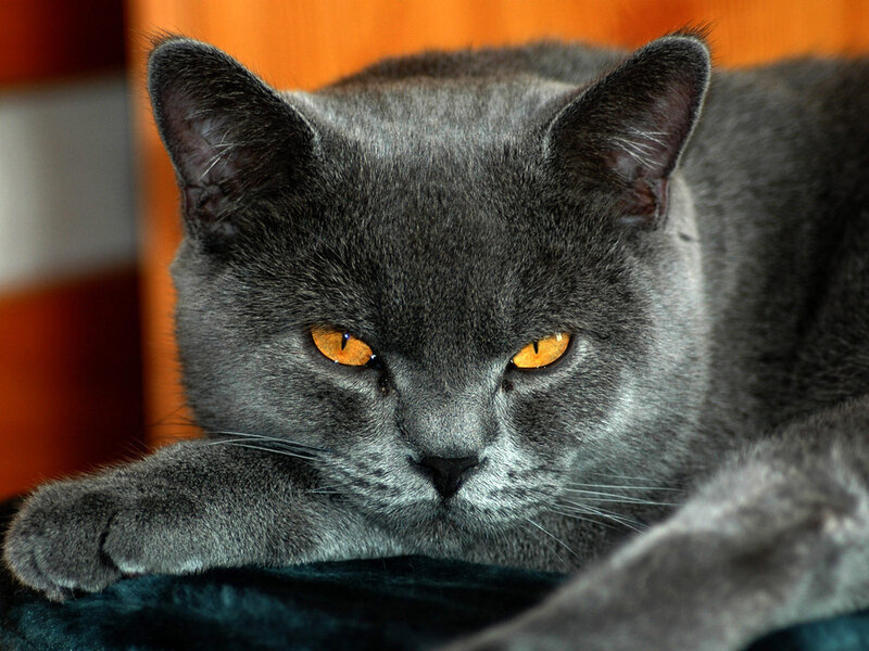 Gray Cat with Orange Eyes — Calm, Photograph, Paw