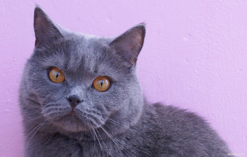 Gray Cat with Orange Eyes — Calm, Photograph, Pink Wall