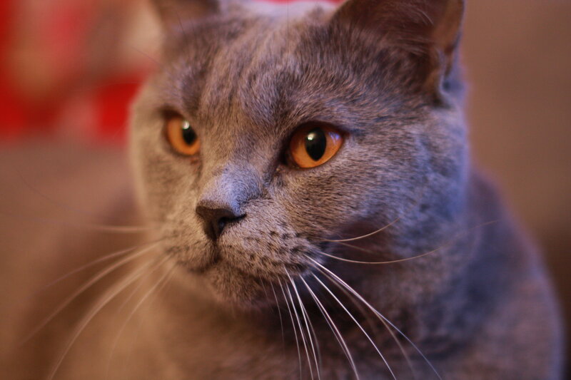 Gray Cat with Orange Eyes — Calm, Photograph