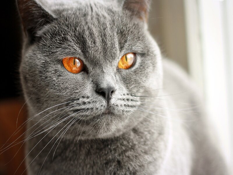 Gray Cat with Orange Eyes — Calm, Photograph, Window
