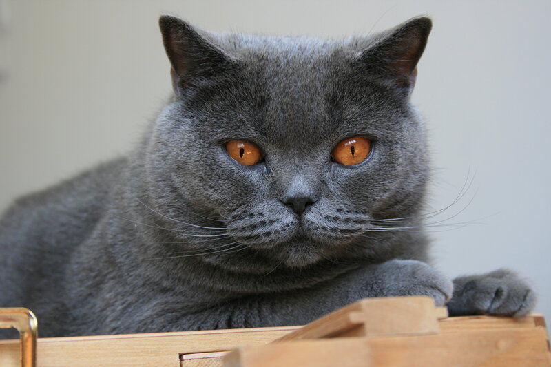 Gray Cat with Orange Eyes — Calm, Photograph, Wooden Box