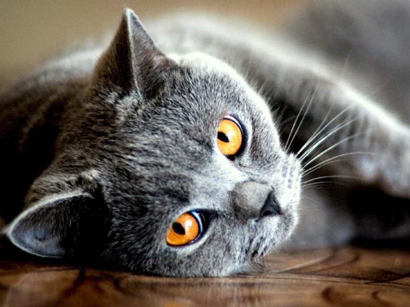 Gray Cat with Orange Eyes — Calm, Photograph, Wooden Surface, Brown