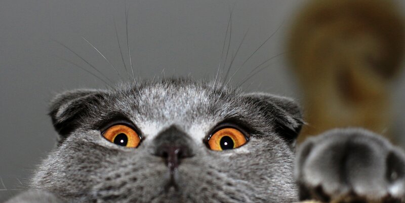 Gray Cat with Orange Eyes — Curious