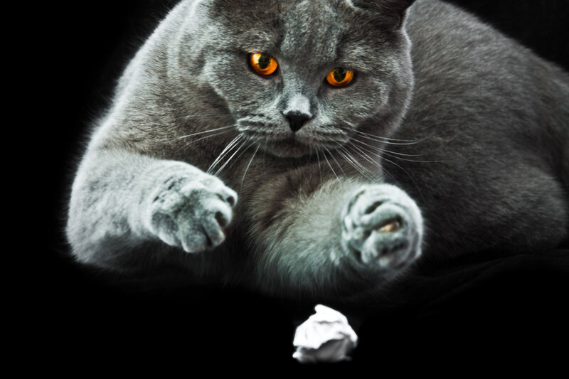 Gray Cat with Orange Eyes — Dramatic, Photograph