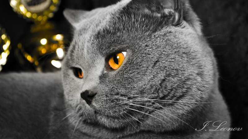 Gray Cat with Orange Eyes — Dramatic, Photograph, Whiskers