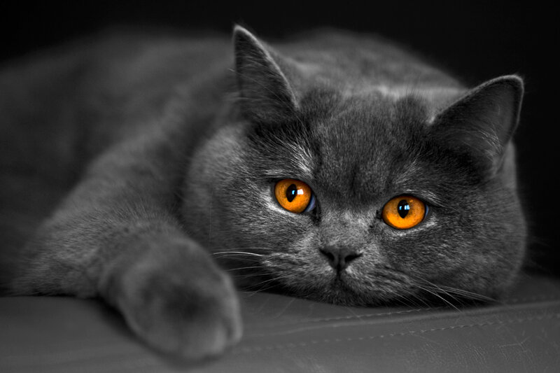 Gray Cat with Orange Eyes — Dramatic